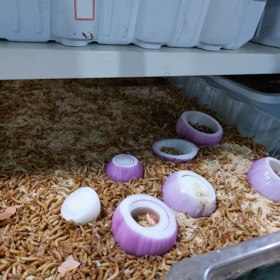 대한곤충산업에서는 갈색거저리에게 양파를 먹이고 있다.