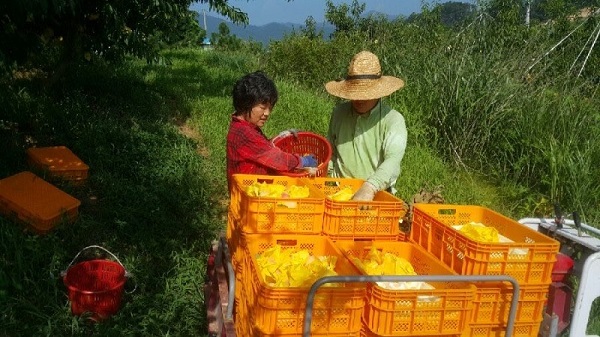 음성살림로컬푸드협동조합 조합원들이 지역산 농산물을 재배, 납품 준비를 하고 있다.