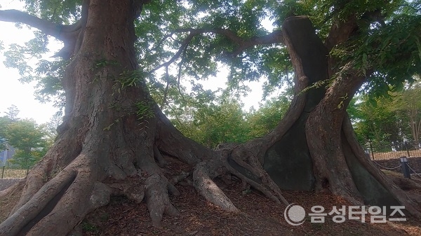 충북혁신도시 옛말공원 연리근 느티나무. (제공=음성타임즈)