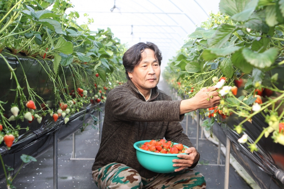14일 군 진천군에 따르면 올해 1월부터 달콤한 생거진천 딸기 수확이 본격적으로 시작됐다.(사진제공 진천군청)
