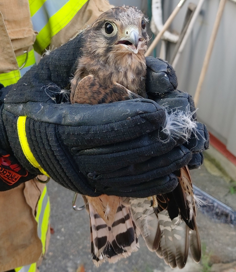 옷가게에 들어왔다 빠져나가지 못하고 탈진한 천연기념물 황조롱이가 20일 진천소방서(서장 강택호)에 의해 구조됐다.