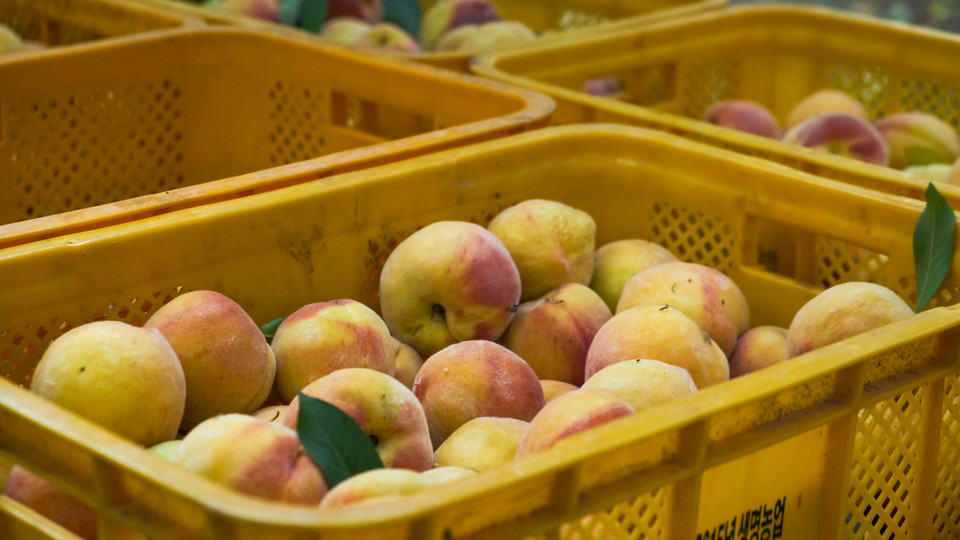 황간면 금계리 박정기씨 농가의 시설복숭아 / 이하 영동군