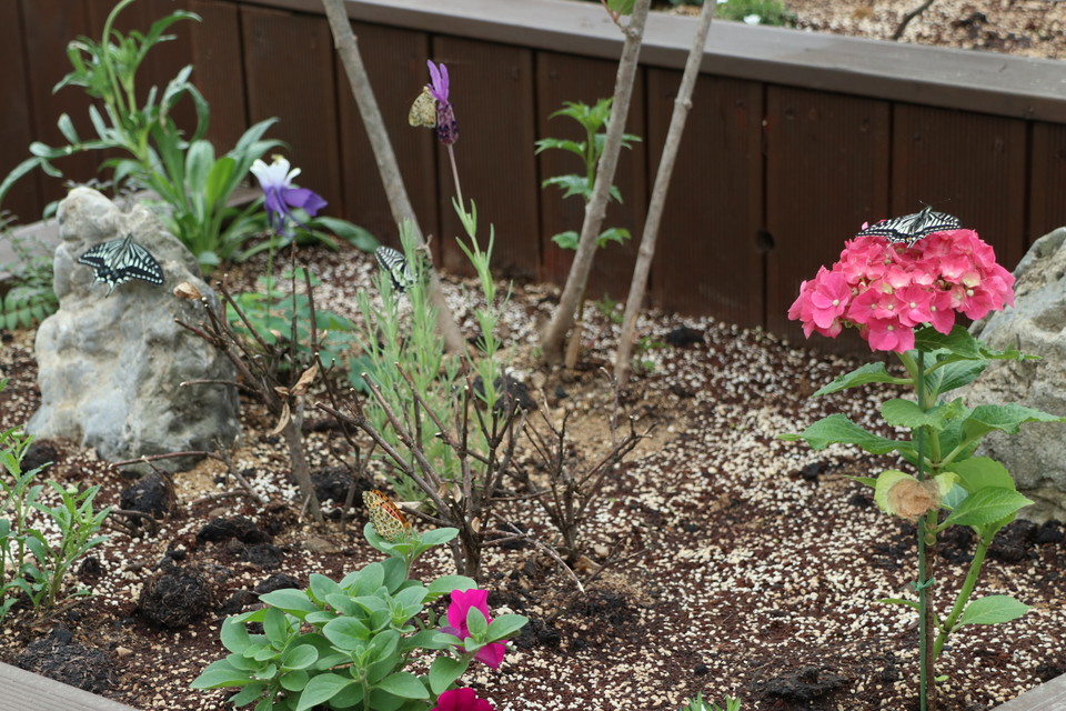 과일나라테마공원 내 곤충체험장 / 이하 영동군
