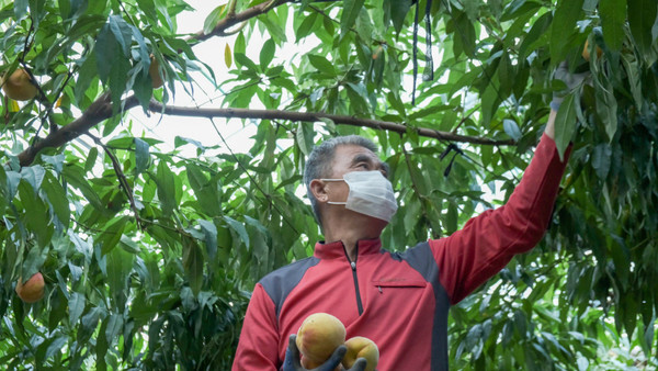 황간면 금계리 박정기(64) 씨는 8000㎡ 규모의 하우스에서 조황·수황 품종을 재배하는데 현재 수확작업이 한창이다.