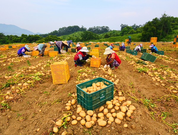 충북 괴산군 감물면에서 제10회 감물감자축제를 위한 감자 수확이 한창이다.