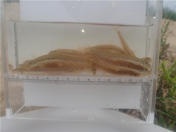 (사)충북생물다양성보전협회는 지난 18일 세종시 연기면 합강 미호천 하류에서 미호종개 23개체를 발견했다고 밝혔다.((사)충북생물다양성보전협회 제공)