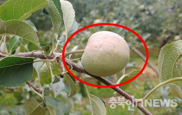 우박피해로 사과 겉표면 곳곳에 흠집이 보이고 있다. 우박피해를 본 사과는 상처로 인해 정상적인 성장이 불가능한것으로 알려져 있다. (제공=음성타임즈)