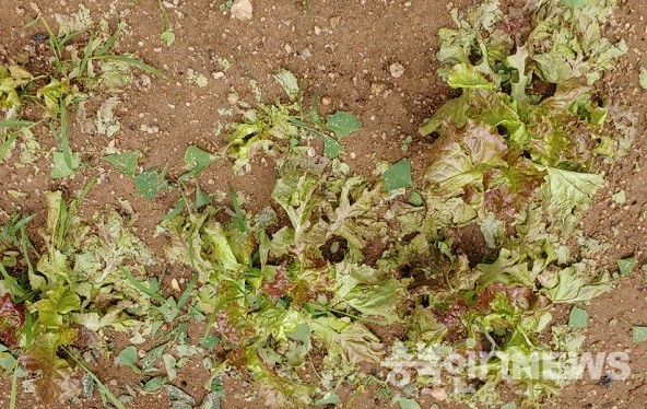 우박피해로 인해 상추가 찢겨져 있은 모습. (제공=음성타임즈)