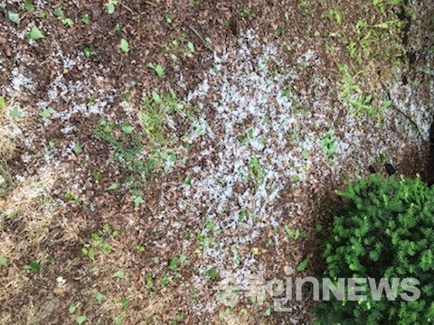 22일 저녁 7시경 음성군 금왕읍 용계리 부근에 내린 우박. (제공=음성타임즈)