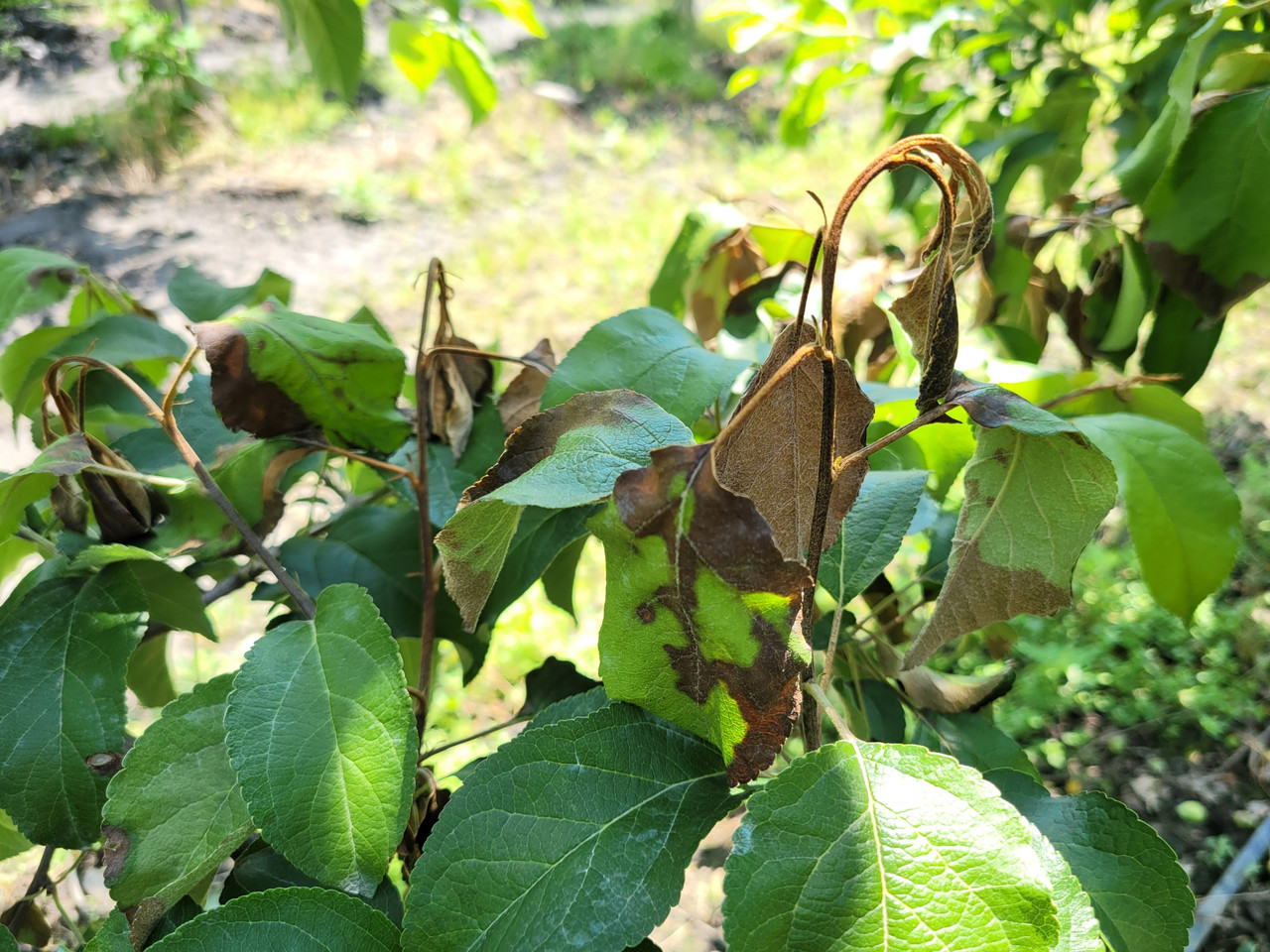 괴산군에서 발생한 과수화상병 모습 / 괴산군