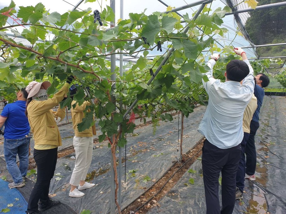 추풍령면 일손돕기 모습 / 영동군