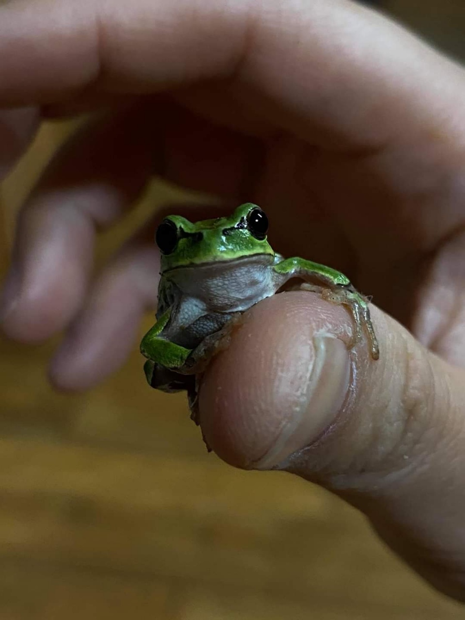 박하는 개구리와 친하다 . 박하 엄지손가락에 올라탄 청개구리(사진 : 박하 제공)