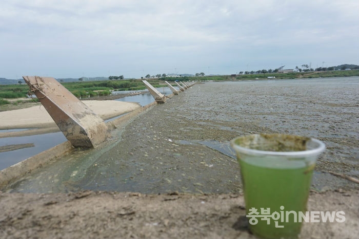 2016년 8월 미호천 작천보 모습. 녹조가 창궐하고 쓰레기와 부유물로 뒤덮여 있다.