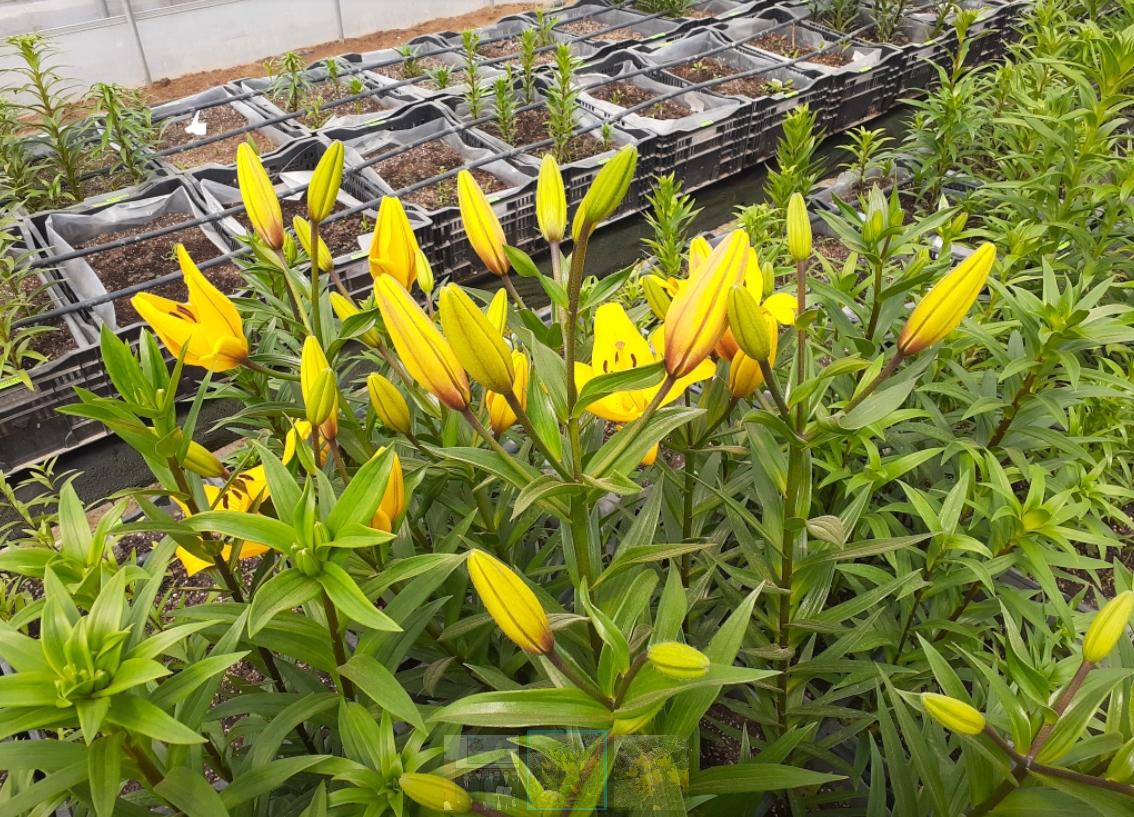 메이골드.(충북도 제공)