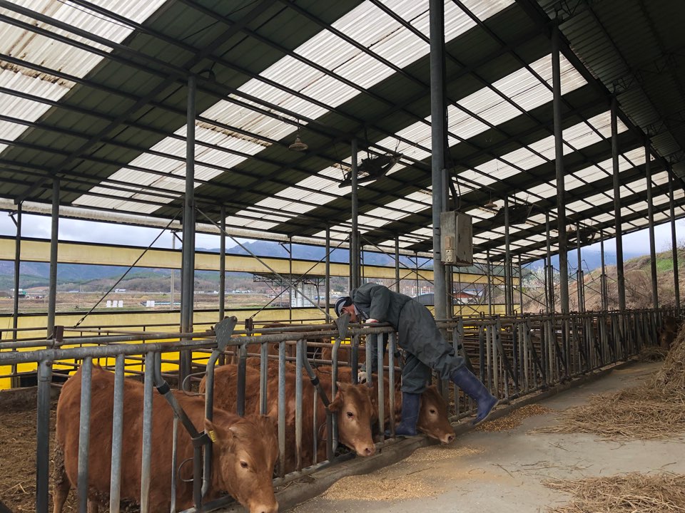 구제역 예방 접종 모습 / 보은군