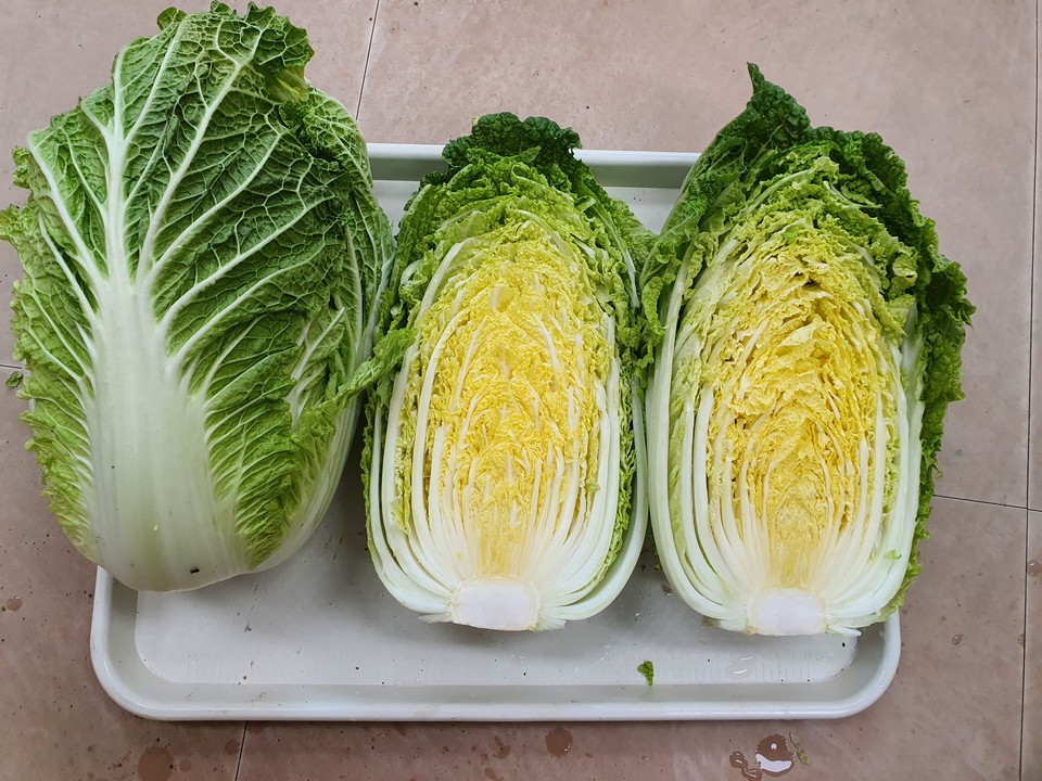 괴산군 신품종 배추 '괴산1호' / 괴산군