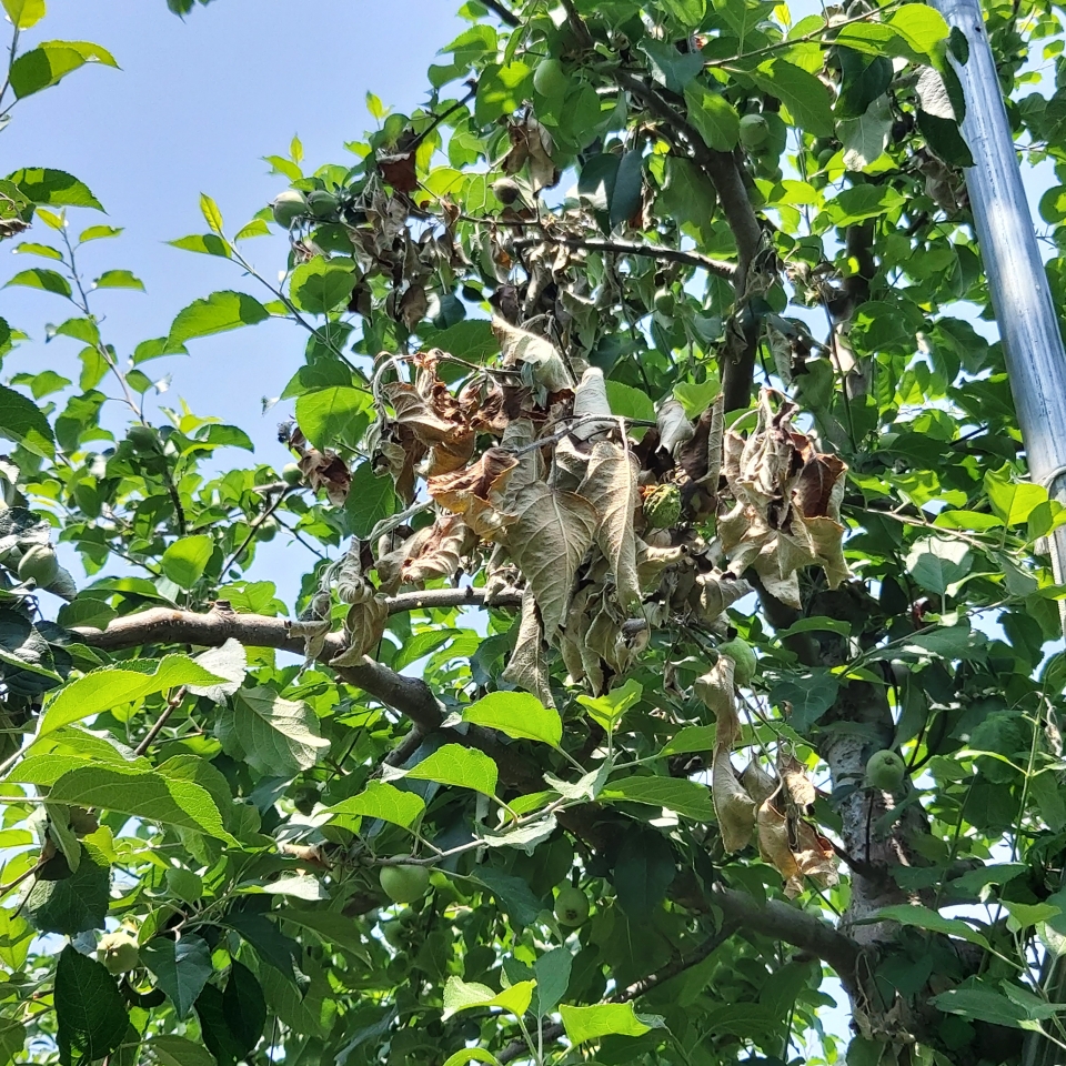 과수화상병에 걸린 사과나무.