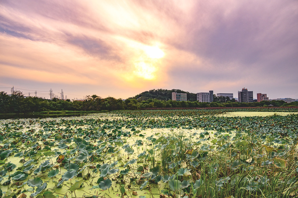 연꽃으로 유명한 충북 진천군 신척저수지가 친환경 생태휴식 공간으로 재조성된다.