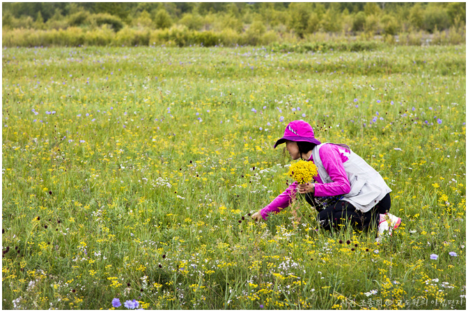 몽골 초원의 들꽃. 고도원의 아침여행에 함께한 여행자가 꽃을 따고 있다.(사진 조승희)