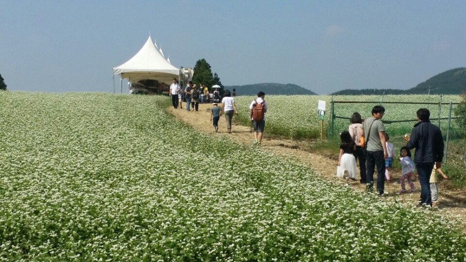‘2023 보롬왓 오감만족 제주메밀꽃축제’가 오는 27일부터 제주 표선면 성읍리 보롬왓 일대에서 진행된다.