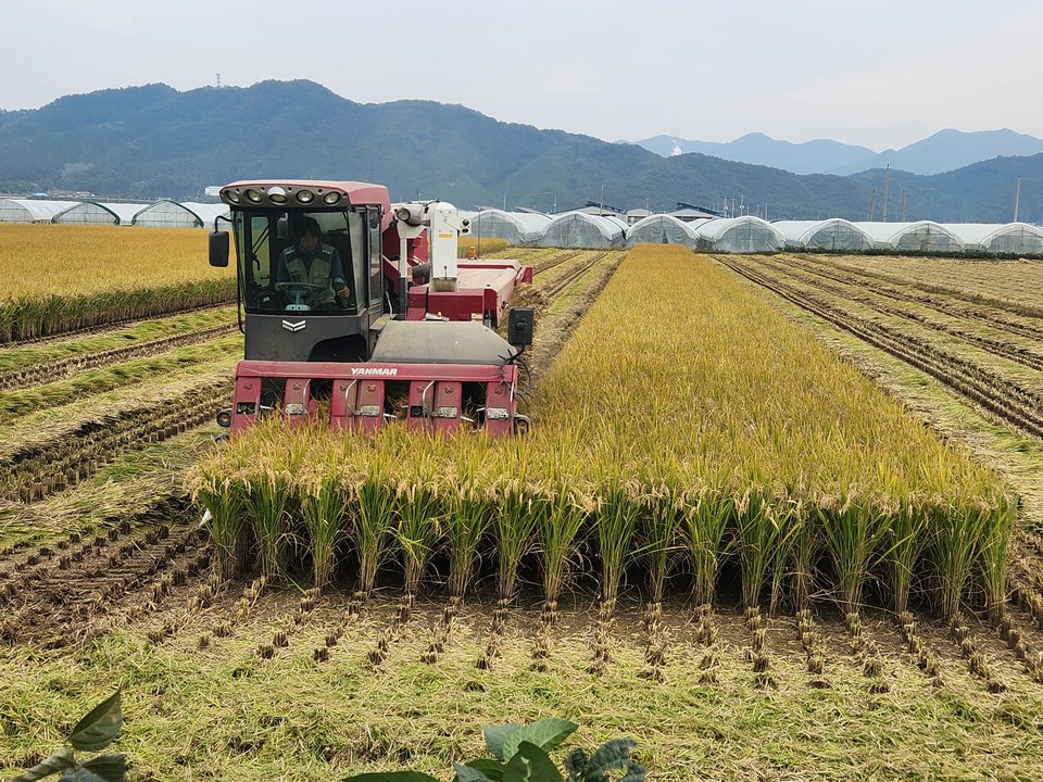 20일 진천군은 빵을 만들 때 사용되는 밀가루를 쌀로 대체하기 위해 개발한 가루 쌀용 ‘바로미2’의 수확을 완료했다고 밝혔다.