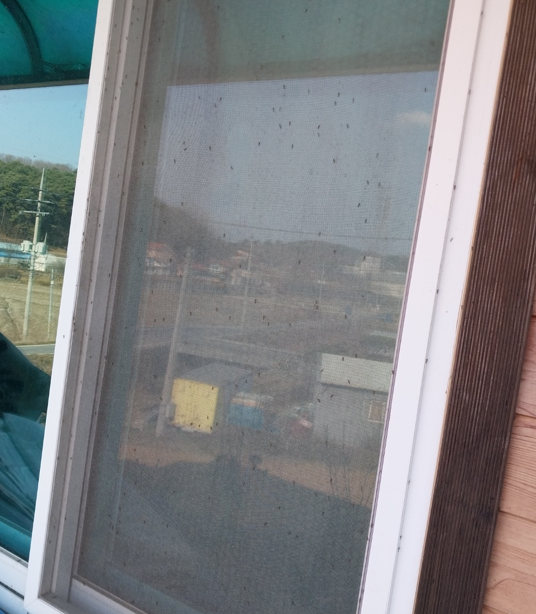 청주시 휴암동의 한 주민은 자신의 집 창문에 붙어 있는 깔따구를 직접 촬영해 제보했다.   
