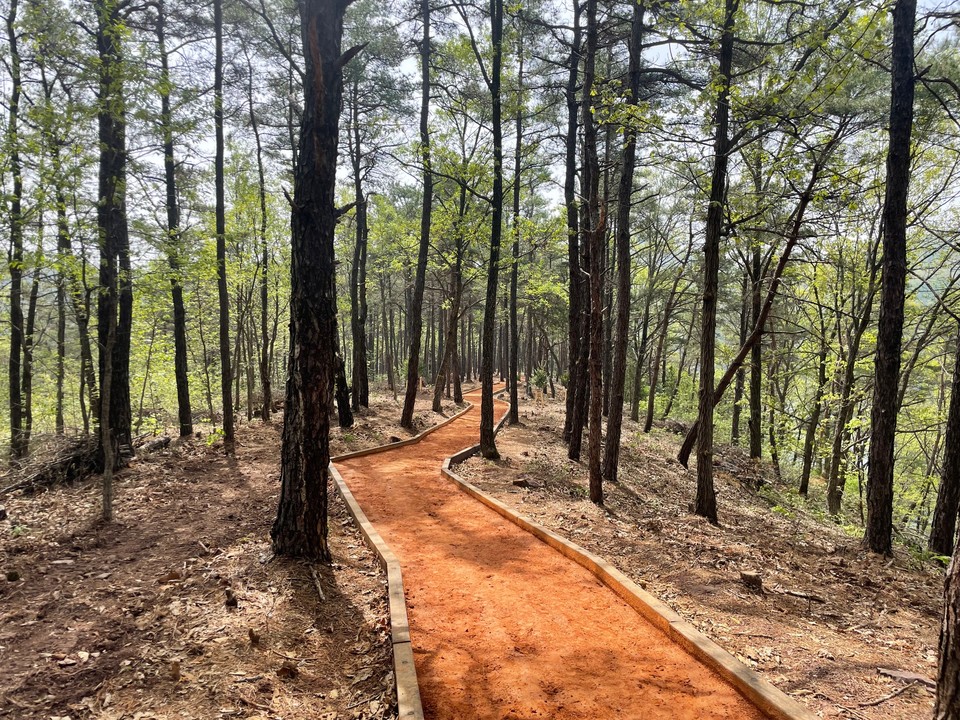 진천군(군수 송기섭, 더불어민주당)의 새로운 명소가 된 미르309출렁다리에서 시작하는 황토 맨발 숲길이 개장됐다.(사진=진천군청)