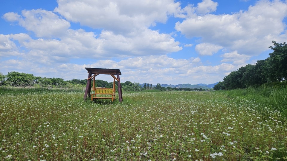 진천군 백곡천에 5월의 메밀꽃이 만개해 장관을 이루고 있다. (사진=진천군청)