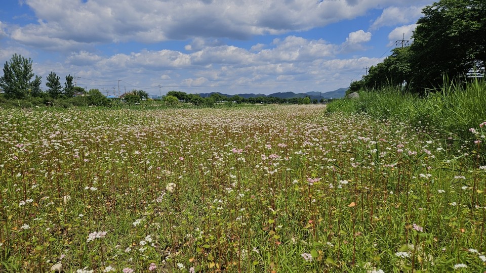 진천군 백곡천에 5월의 메밀꽃이 만개해 장관을 이루고 있다. (사진=진천군청)