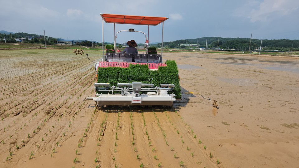 진천군농업기술센터(소장 남기순)가 20일부터 6월 3일까지가 모내기 적기라고 밝혔다. (사진=진천군청)