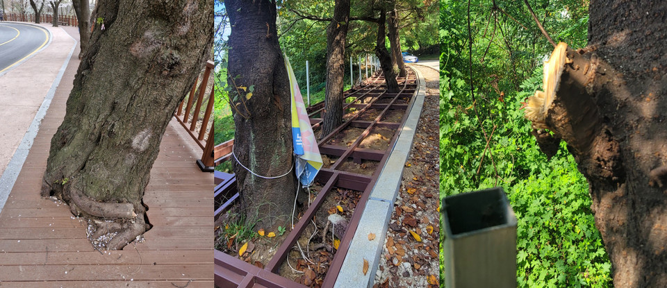 우암산 둘레길 내 훼손된 나무 사진 (충북연대회의 제공).