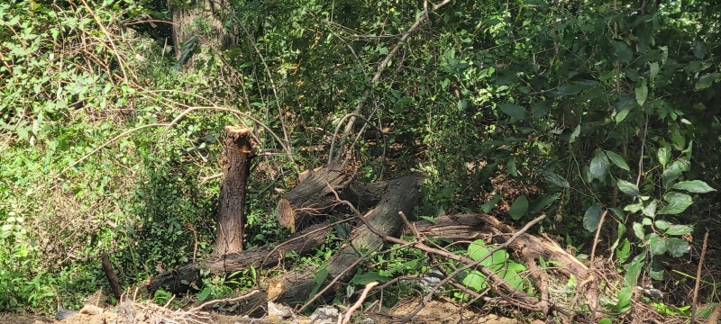 우암산 둘레길 내 훼손된 나무 사진 (충북연대회의 제공).