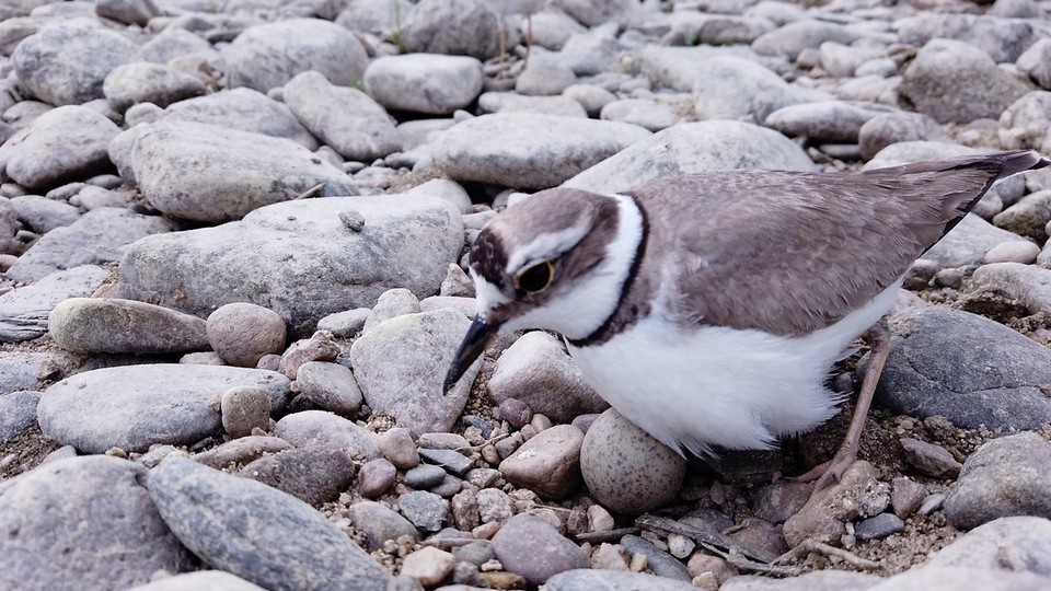 다시 돌아온 물떼새 (사진=대전환경운동연합)
