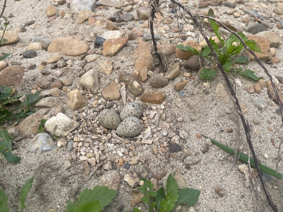 세종보 인근에서 발견 된 물떼새 둥지. 세개의 알이 놓여 있다. (사진=대전환경운동연합)