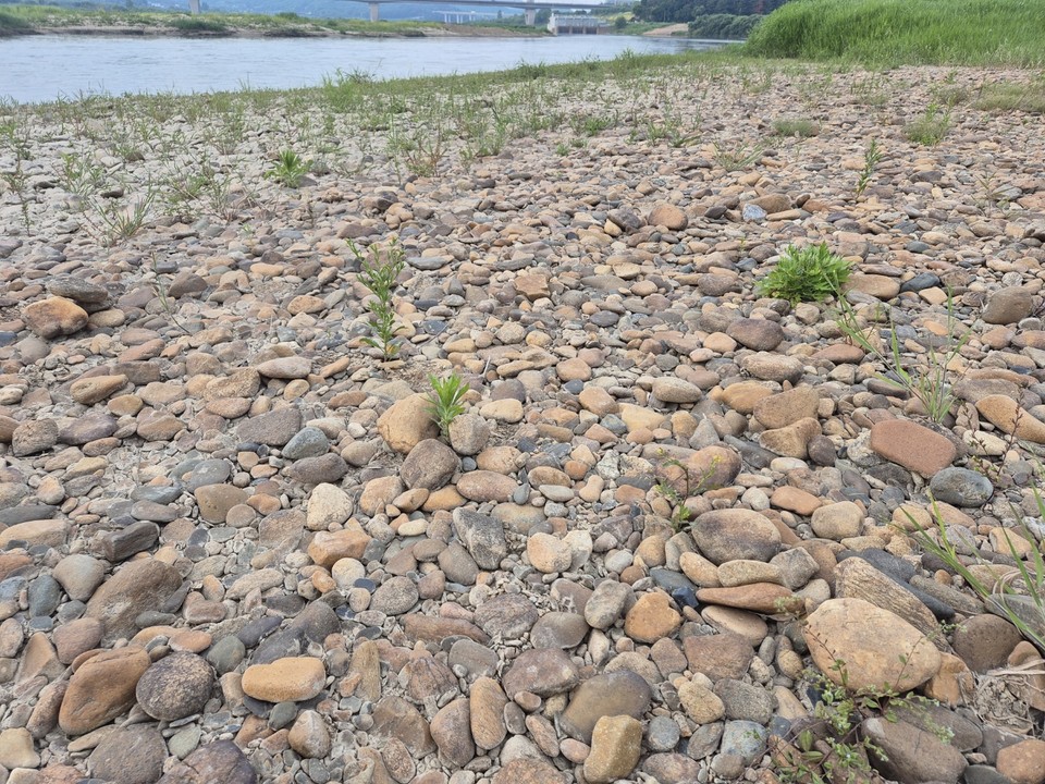 세종보 상류 천막농성장 인근 금강 전경. 2018년 세종보 수문이 전면 개방되면서, 이 일대 하천은 이전 상태로 급격히 복원됐다. (사진=김나균 기자)