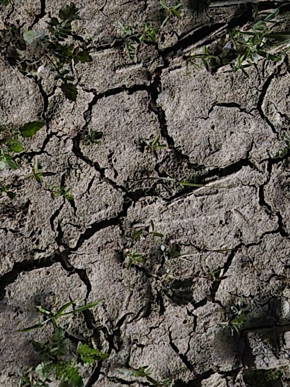뻘흙이 말라 쩍쩍 갈라진 세종보 상류 일부 (사진=김남균 기자)