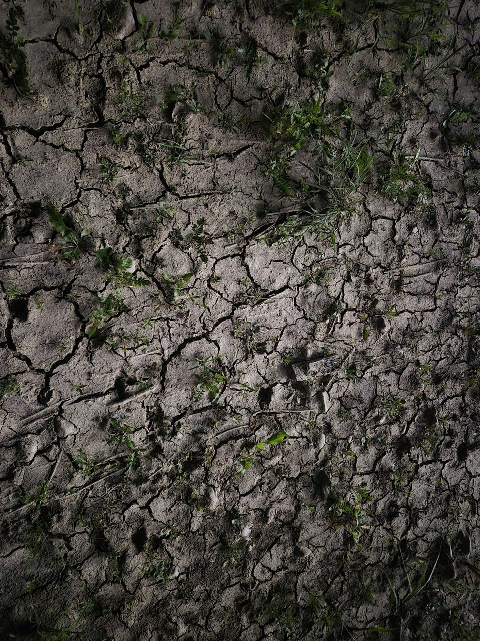 뻘이 말라 쩍쩍 갈라진 세종보 상류 일부 전경 (사진 = 김남균 기자)
