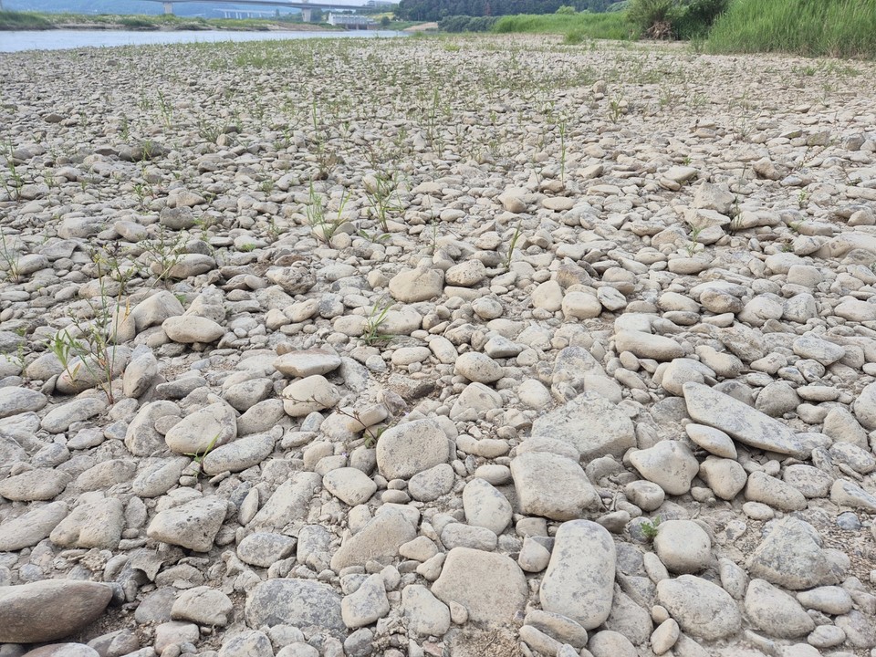 뻘흙에 잠겼던 자갈이 잔재를 뒤집어 쓴채, 제 색을 찾지 못하고 있다. (사진=김남균 기자)