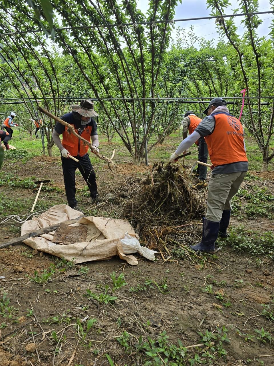 지난 15일 청주 4개 로타리클럽 회원들이 영동군 과수농가를 찾아가 장맛비에 쓸려 내려 온 잔여물을 치우고 있다. 사진=청주경제로타리클럽 제공.
