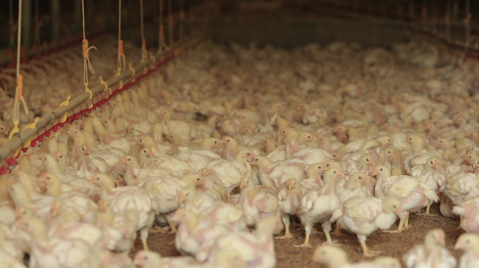 가금농장 모습. (사진=뉴시스)