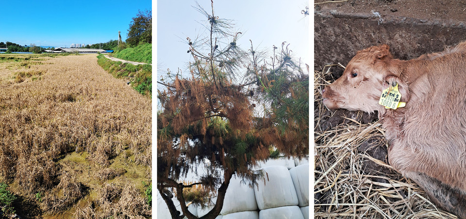지난 해부터 올해까지 음성군 금왕읍 봉곡리 소재 오선산단 인근 축사와 농지에서 나무와 벼가 고사하고, 송아지 40~50마리가 폐사하는 일이  발생했다. (사진제공=봉곡리 주민)