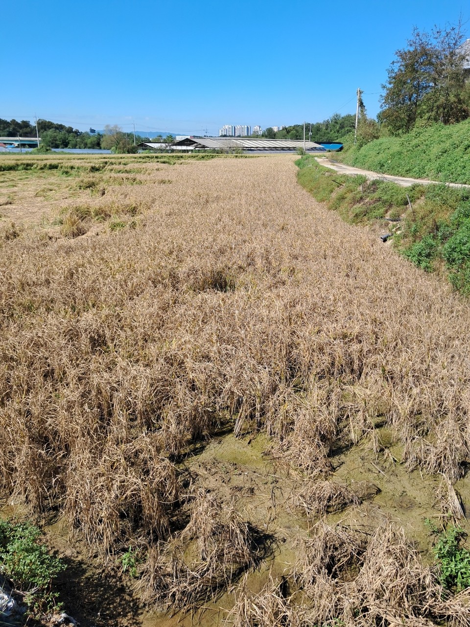 음성군 금왕읍 봉곡리 소재 한 논에서 벼가 말라 죽은 모습. 사진 왼쪽 상단 수확을 앞둔 벼의 모습과 돼조된다.  말라죽은 벼는 오선산단 소재 A공장과 밀접한 곳에 집중돼 있다. (사진제공=봉곡리 주민)