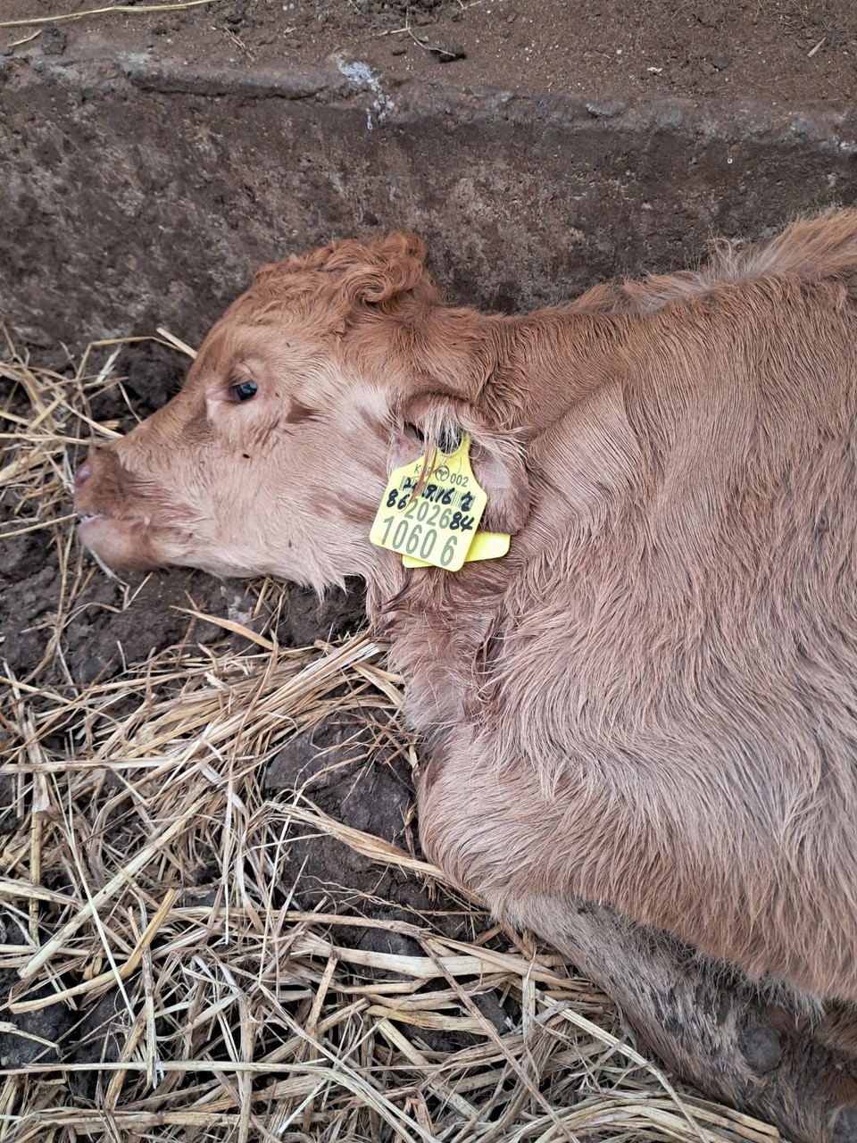 지난 11월 초 폐사한 송아지 모습 (사진제공=봉곡리 주민)