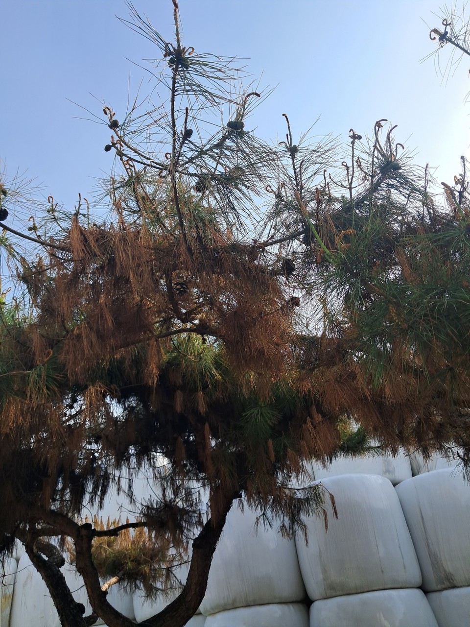 고사한 소나무 (사진제공=봉곡리 주민)