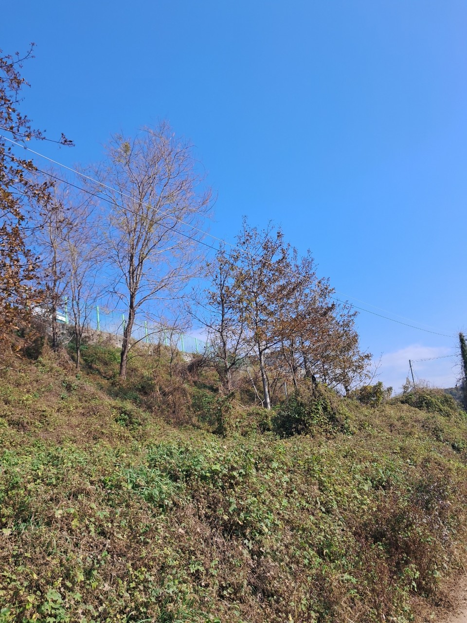 금왕읍 벌곡리 오선산단 A공장 주변의 수목들이 고사하고 있다. (사진제공=봉곡리 주민)