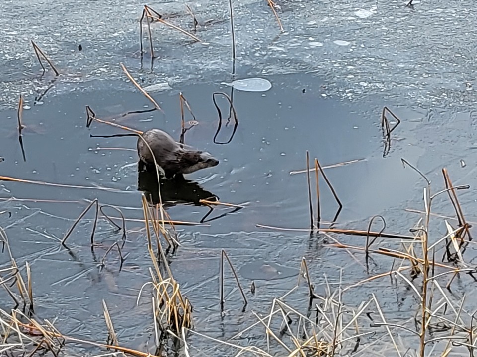 23일 배상철 ‘마을N청소년’ 대표는 SNS에 이날 상당산성 내 한옥마을 앞 저수지에서 촬영한 수달사진을 공개했다. (사진제공=배상철 마을N청소년 대표)