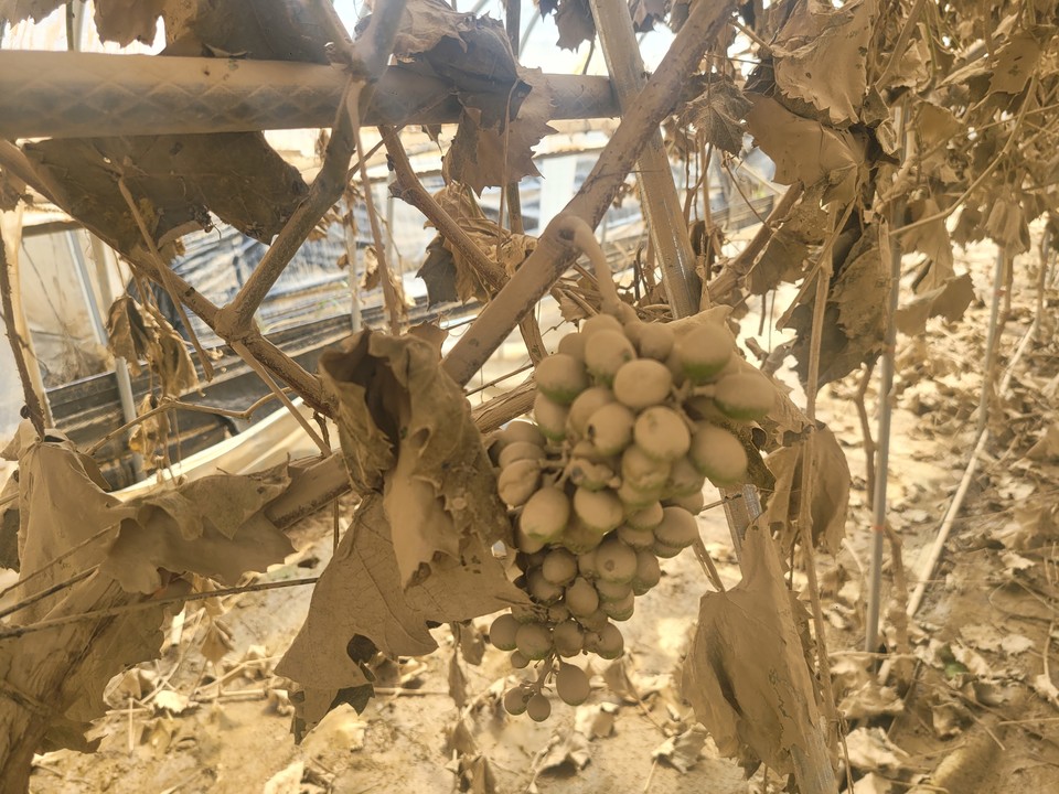 2023년 7월 16일 무너진 미호강교 제방을 넘은 물길이 충북 청주시 오송을 일대 농지와 농가를 덮쳤다. 사진은 당시 물에 잠겼던 샤인머스켓 재배 비닐하우스 내부모습이다. (사진=김남균 기자)