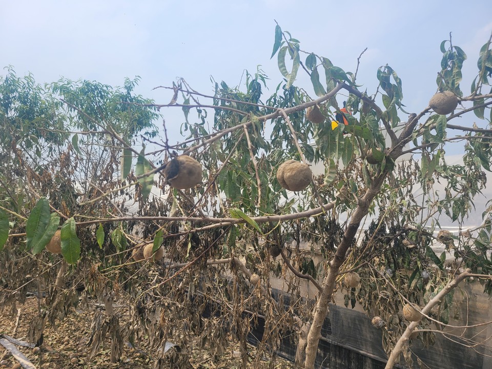 물에 잠겼던 복숭아 나무에 달린 복숭아가 타들어 가고 있다. (사진-김남균 기자)