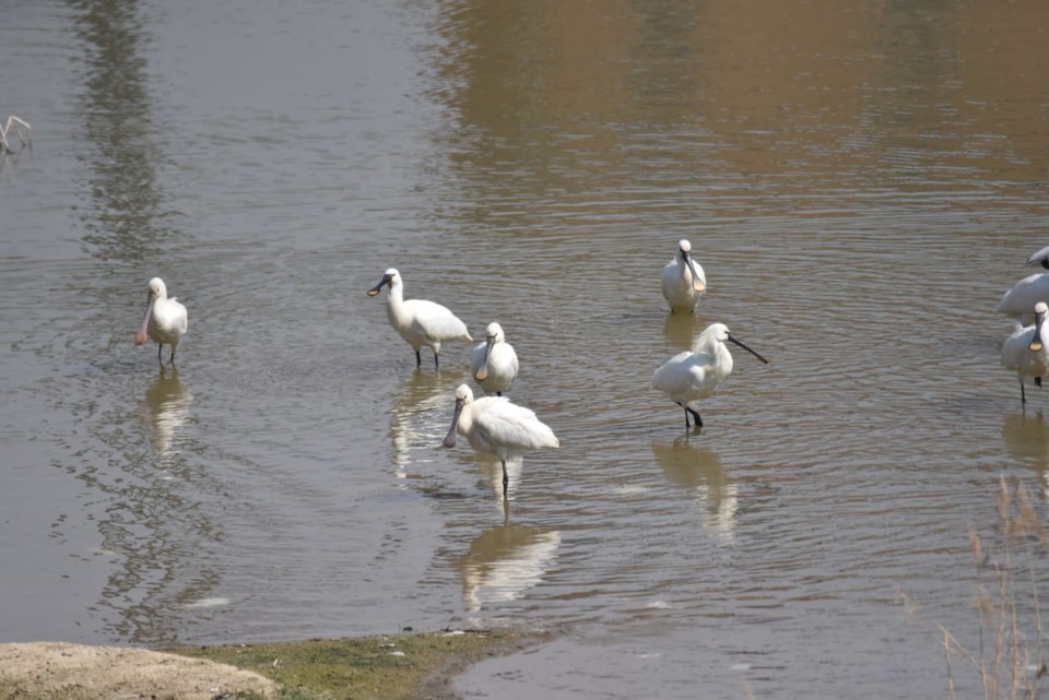 18일 청주충북환경운동연합(이하 환경련) ‘미호강 생태조사팀’은 무심천과 미호강이 합류되는 작은 습지에서 노랑부리저어새 10개체를 확인했다고 밝혔다. (사진제공=청주충북환경운동연합)