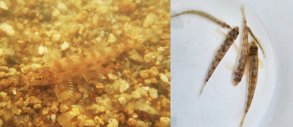 왼쪽부터 흰수마자, 미호종개(청주충북환경운동연합 제공)